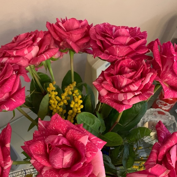 Meet your Posher, Olga - Picture 1 of 1